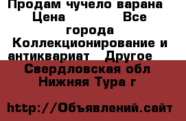 Продам чучело варана › Цена ­ 15 000 - Все города Коллекционирование и антиквариат » Другое   . Свердловская обл.,Нижняя Тура г.